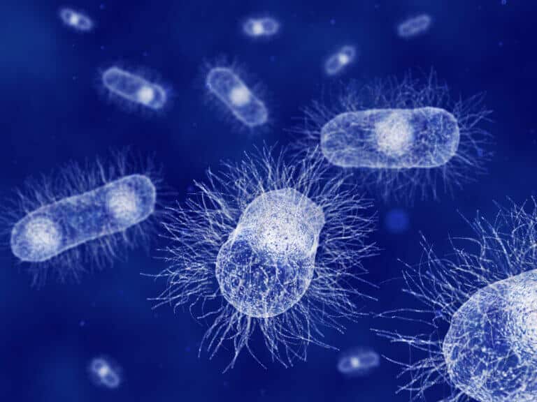 E. coli bacteria. Illustration: depositphotos.com