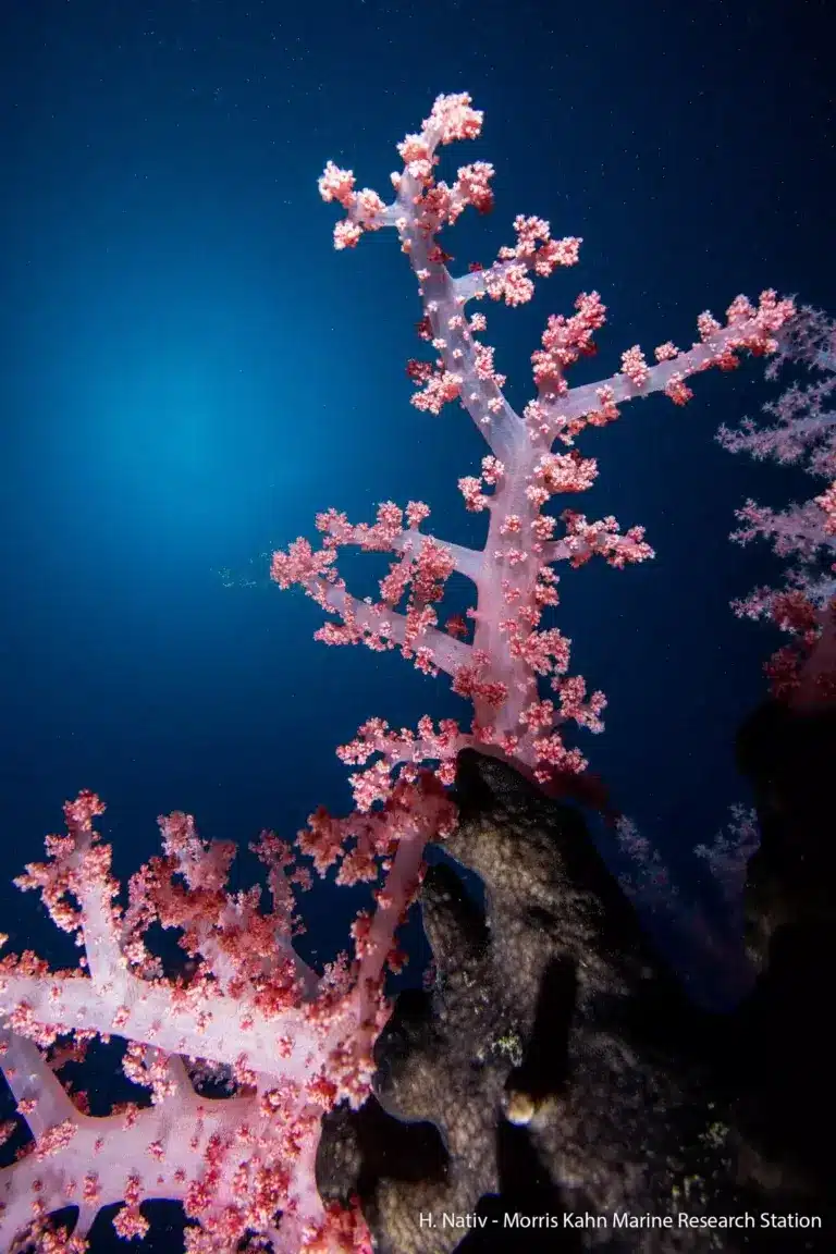 Soft corals of the Dendronaphtia species, which are common in the Eilat and Red Sea region, were found at a depth of 42 meters in the Mediterranean Sea. Photo: Hagai Nativ, Morris Kahn Sea Research Station
