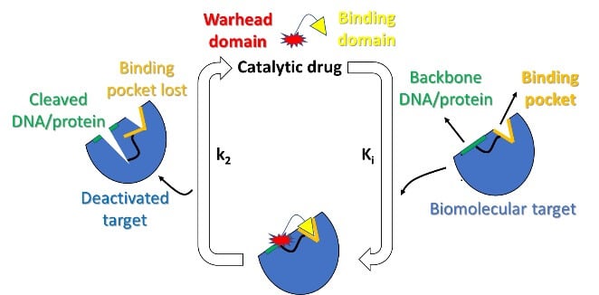 מנגנון הפעולה של האנטיביוטיקה הקטליטית: מולקולה שמובילה למטרה בחיידק (המשולש הצהוב), שאליה מחוברת המולקולה שמבצעת חיתוך של קשר כימי באתר המטרה (הפצצה האדומה)