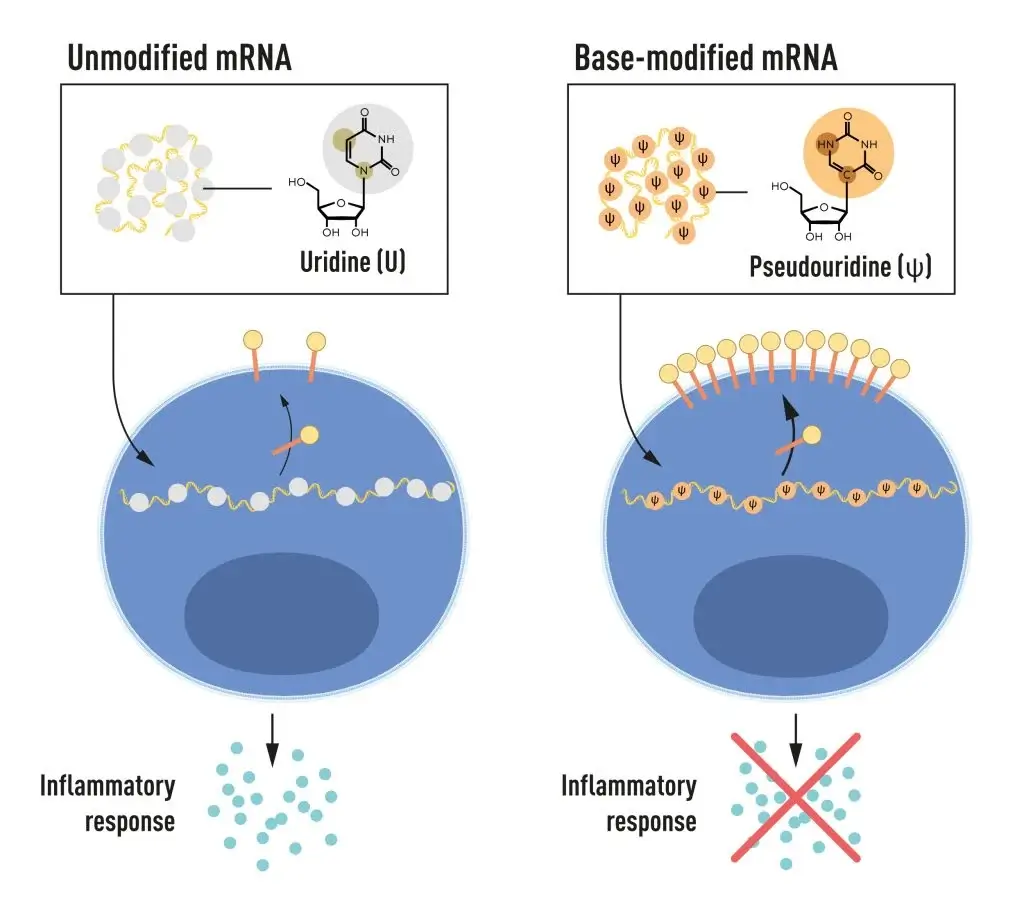 Figure 2. Messenger RNA contains four different types of bases whose initials are A (adenine), U (uracil), G (guanine) and C (cytosine). The bride and groom of this year's Nobel Prize discovered that messenger RNA has Chemically modified bases can be used to prevent the activation of inflammatory responses (secretion of signaling molecules) and increase the production of proteins after the messenger RNA is introduced into the body. [Courtesy of the Committee for the Prize for Physiology or Medicine]