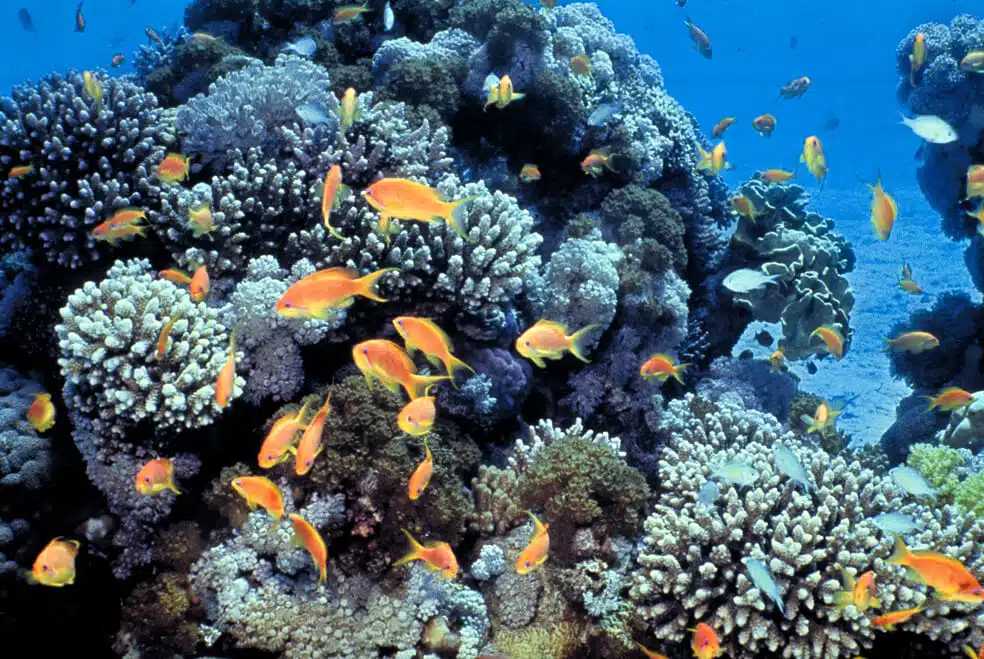 האלמוגים בים סוף עמידים יותר להשפעת הטמפרטורה והחומציות במים