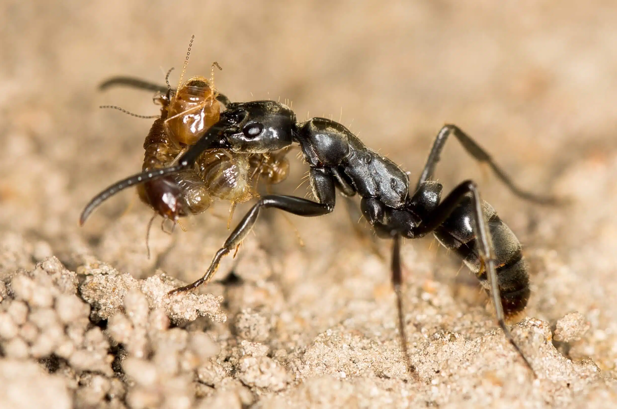
הטיפול המסור מצליח להציל את חייהן של לא פחות מכ-90 אחוז מהנמלים הפצועות. נמלת מגפונרה אנאליס עם טרמיטים, צילום: ETF89, CC BY-SA 4.0