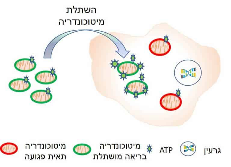 השתלת מיטוכונדריה בתאים שתפקודם המיטוכונדריאלי נפגע. משפרת את תפקודם ומצילה אותם ממוות. ד”ר זיו רוטפוגל מהאוניברסיטה העברית בירושלים