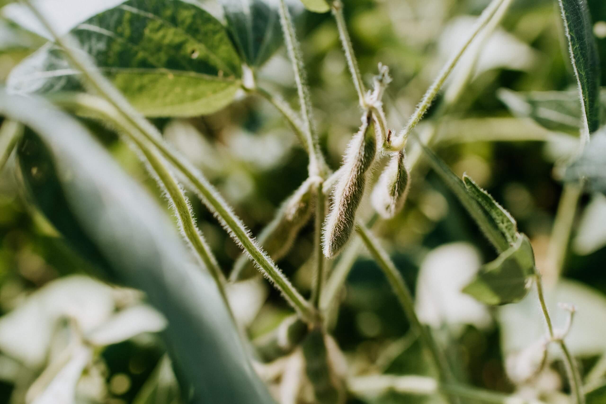 Researchers from Slovakia planted soybeans near Chernobyl - and found that they were able to get used to the hostile environment and survive. Photo by Kelly Sikkema on Unsplash
