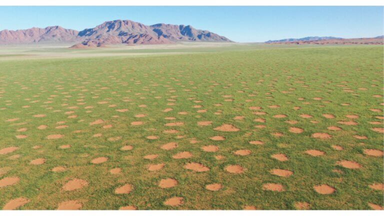 Fairy circles in the Namibrand Reserve in Namibia in the rainy season. The average diameter of the circles is about six meters. Photo: Dr. Stefan Getzin