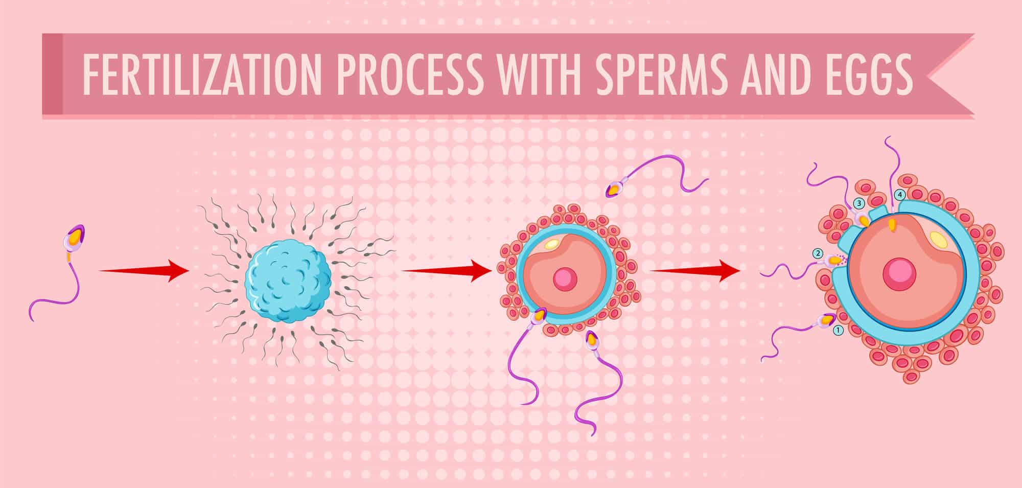 The fertilization process Illustration: depositphotos.com