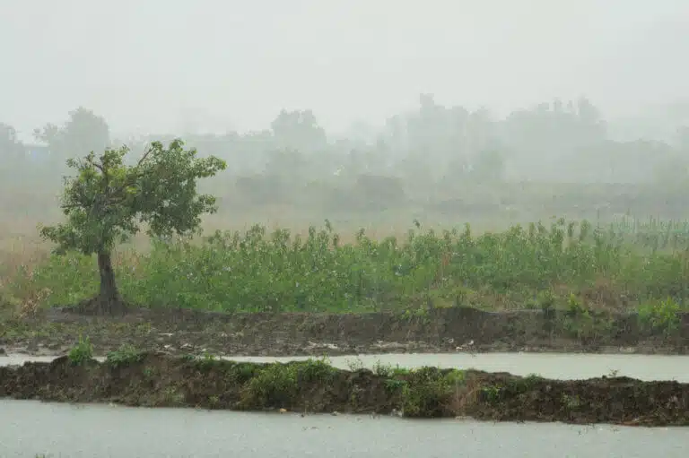 أمطار موسمية في منطقة ريفية في الهند.