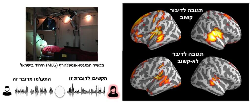 מימין: תגובת המוח לדיבור שמקשיבים לו (למעלה) ולדיבור שמנסים להתעלם ממנו. אפשר לראות שתגובת המוח חזקה יותר לדיבור הקשוב וכן שתגובה זו מערבת אזורי מוח רבים יותר, בדגש על אזורי שמיעה ושפה.