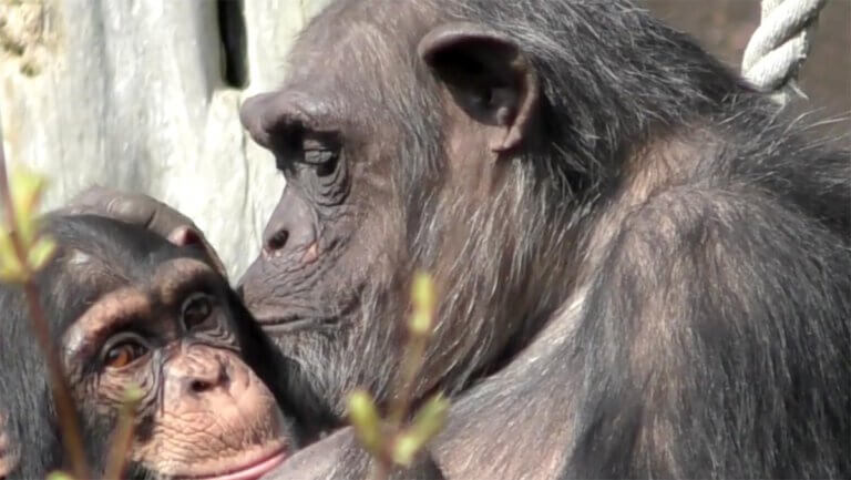 New research shows great apes have an extraordinary social memory, recognizing former group members even after more than 25 years. This finding, which indicates a significant cognitive similarity between great apes and humans, emphasizes the depth and duration of social ties in our animal relatives. The study found the longest-lasting non-human social memories ever recorded. Photo: Johns Hopkins University