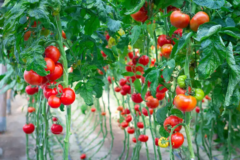 עגבניות. עכשיו יהיה אפשר לגדל באיזורים יבשים יותר. המחשה: depositphotos.com
