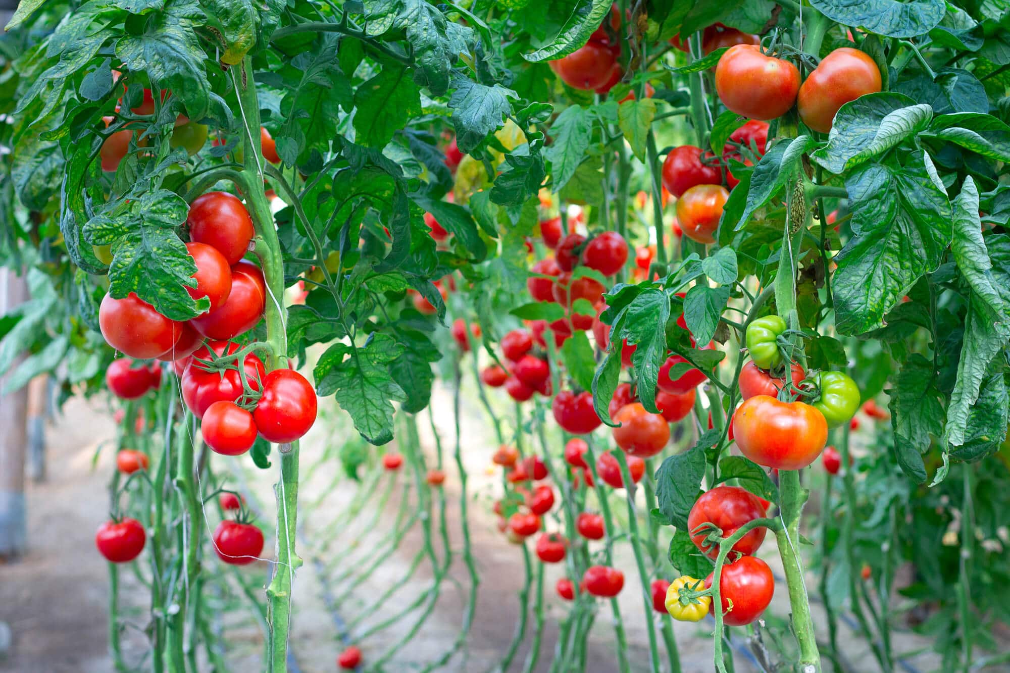 עגבניות. עכשיו יהיה אפשר לגדל באיזורים יבשים יותר.  <a href="https://depositphotos.com. ">המחשה: depositphotos.com</a>