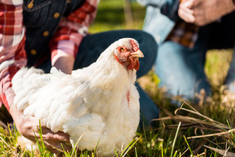 Researchers at the University of Queensland have found that humans can understand the emotional state of chickens from the sounds of their clucking. This ability, which is not affected by previous experience with chickens, has significant implications for improving poultry welfare and can assist in the development of artificial intelligence-based surveillance systems. Illustration: depositphotos.com