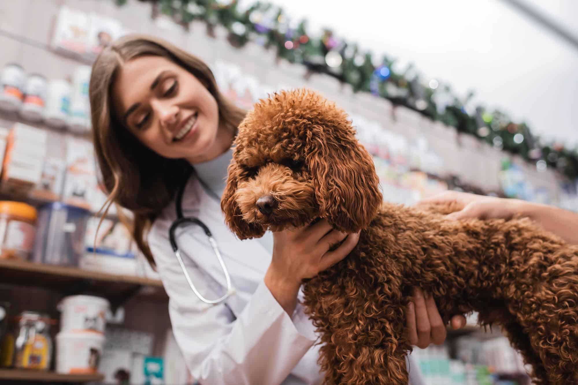 A veterinarian takes care of a dog. Illustration: depositphotos.com