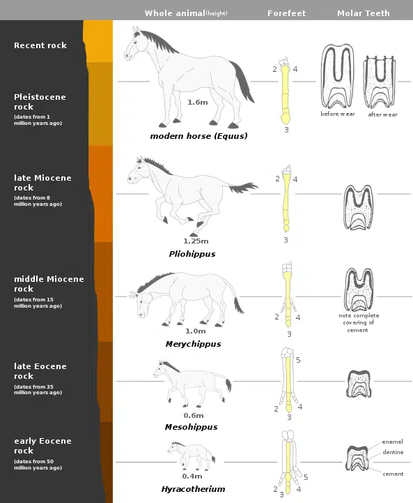 האבולוציה של הסוסים. איור: Mcy jerry w CC BY-SA 3.0, https://commons.wikimedia.org/w/index.php?curid=98977446