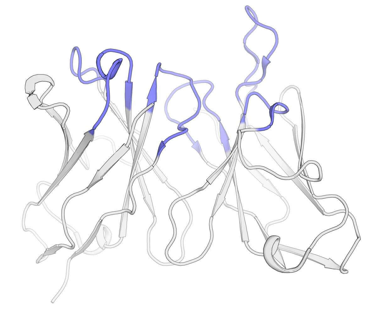 3D visualization of the area in the antibody molecule that binds to the target. The segments marked in blue are responsible for target detection, while those in gray provide structural support. The algorithm developed by the scientists replaces the gray areas with segments taken from human antibodies, thereby preserving or even improving the action of the murine antibody, while stabilizing it and reducing the danger of a life-threatening immune reaction in humans