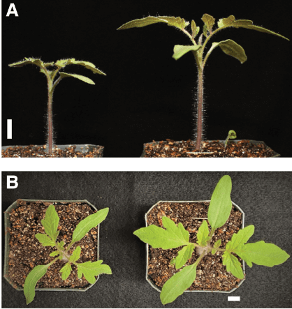 Comparison between the plants whose seeds were exposed to ethylene, and the normal plants. source
