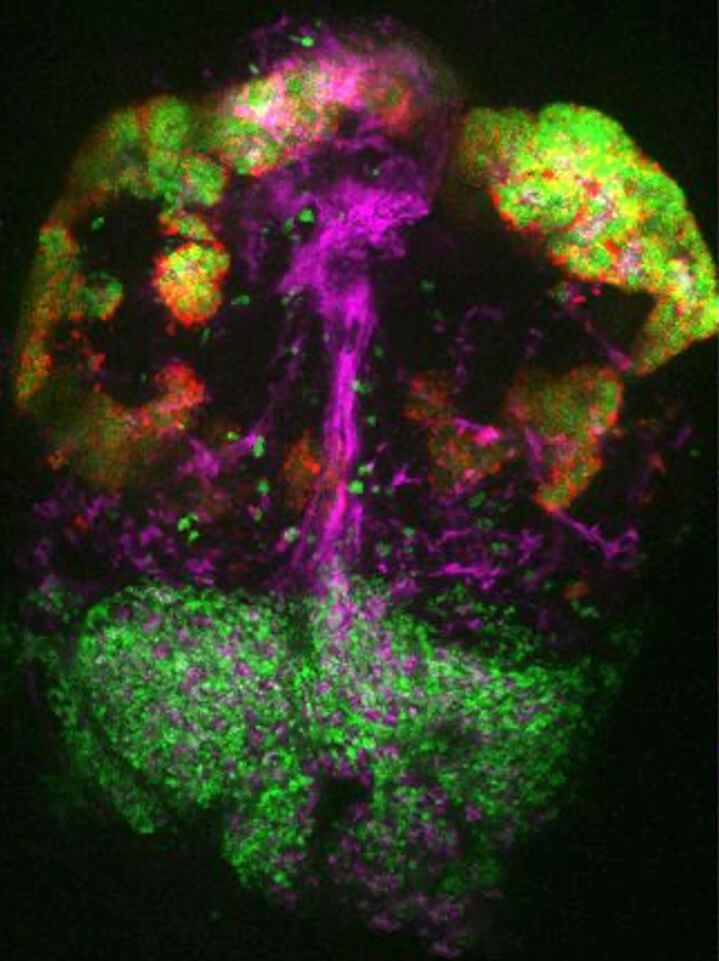 The pituitary gland of the zebrafish. The variety of cell types are marked in different colors: in purple - phytocytes, in red and green - two types of hormone-producing cells