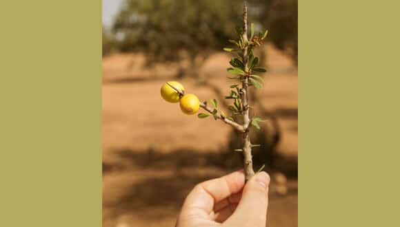Ancient and sought after. Argan tree branch