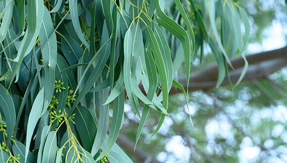 A mature Eucalyptus grandis tree