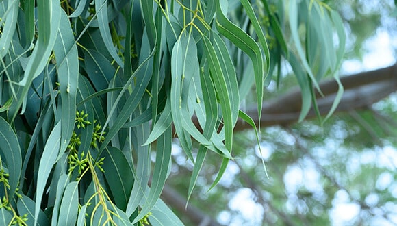 עץ אקליפטוס גרנדיס בוגר