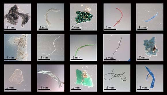 البلاستيك الدقيق من خليج إيلات. بإذن من الباحثين