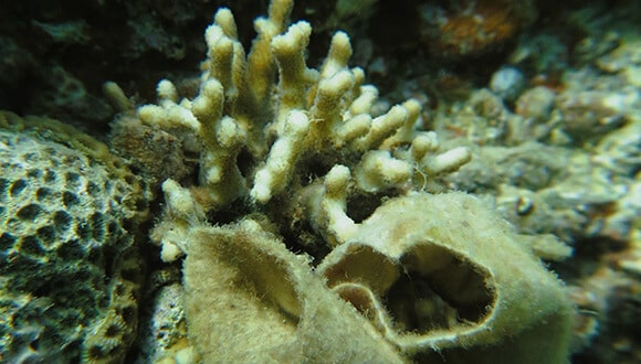 A damp cloth suffocates a stone coral in the Almog beach reserve (photo: Gal Vared)