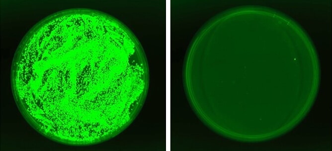 Kidney tissue cultures from immunosuppressed mice with invasive fungal infection. Unhindered, the candida thrives (left, marked in glowing green), but exposure to the new yeast (right) leads to the inhibition and suppression of the fungal infection