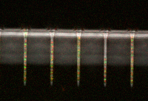 The experimental setup: microfluidic channels with a diameter of 1 micron in which E. coli bacteria were grown for several generations using a variety of fluorescent markers. These markers make it possible to follow important events in the bacterium's life cycle at the single cell level