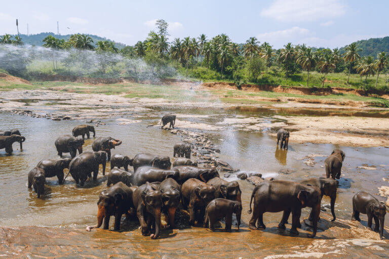 A herd of elephants illustration: depositphotos.com