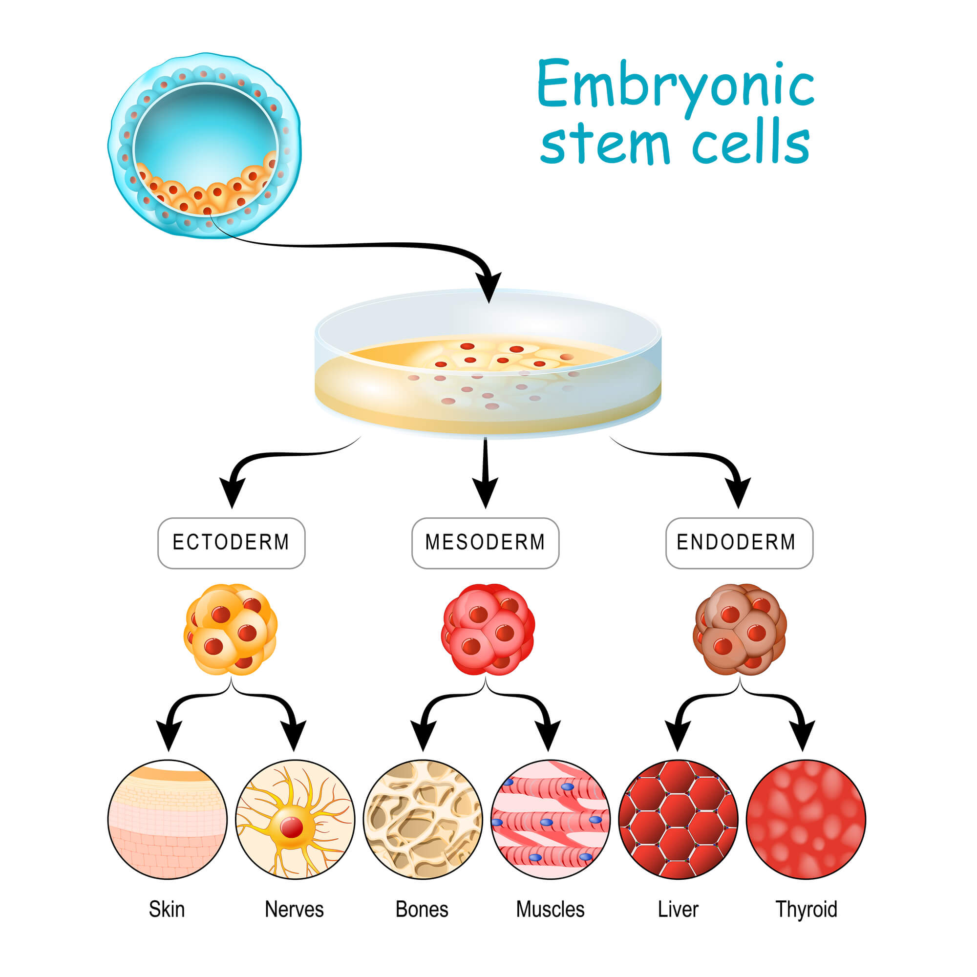 pluripotent stem cells. Illustration: depositphotos.com