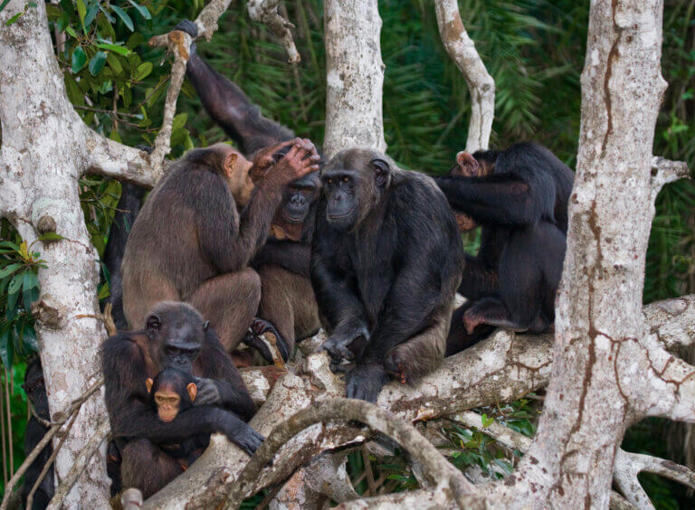 A family of chimpanzees. lost the tail Illustration: depositphotos.com