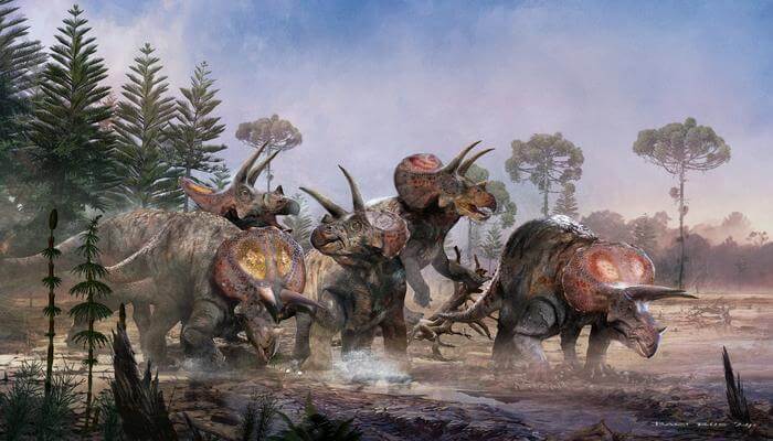A herd of Triceratops horridus walks in a swamp during the Cretaceous period. Credit Bart Boss