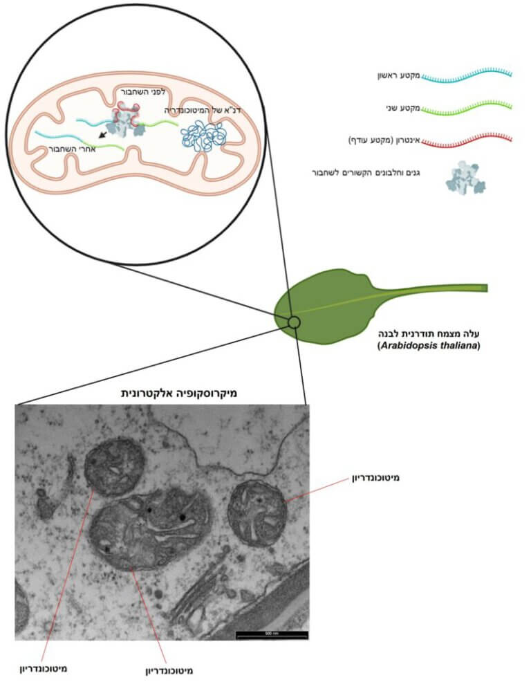 The action of mitochondria in the respiratory system of plants. Courtesy of the researchers