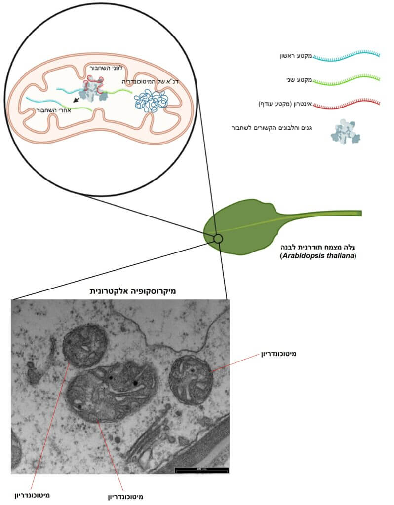 פעולת המיטוכונדריה במערכת הנשימה של הצמחים. באדיבות החוקרים