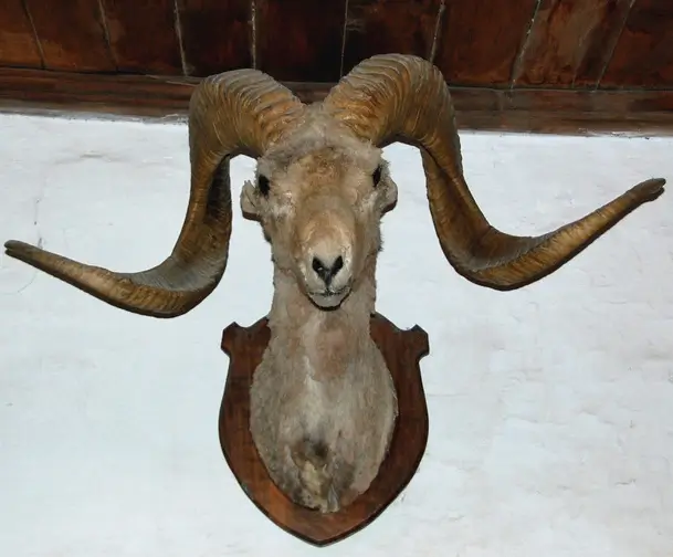 כבש מרקו פולו, לאחר המוות. מקור: ויקיפדיה, מריה לי