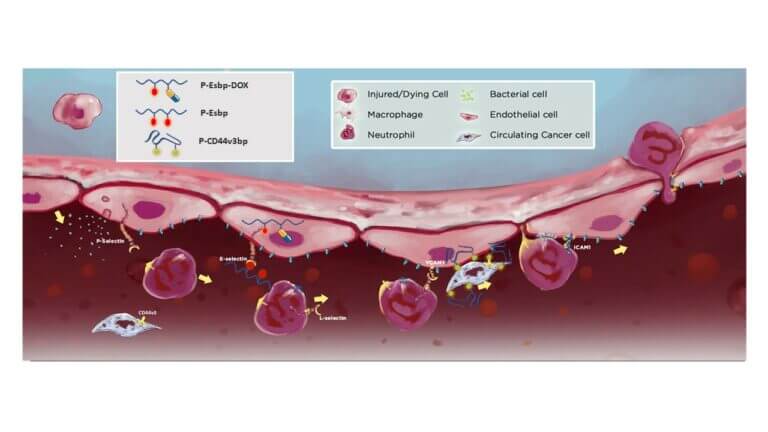 يرتبط البوليمر المترافق مع الببتيد والدواء (P-Esbp-DOX) ببروتين E-selectin، الذي يتم التعبير عنه على سطح الخلايا البطانية التي تبطن الأوعية الدموية في بيئة الورم، ويدخل الخلايا، ويطلق الدواء بداخلهم ويقتلهم.