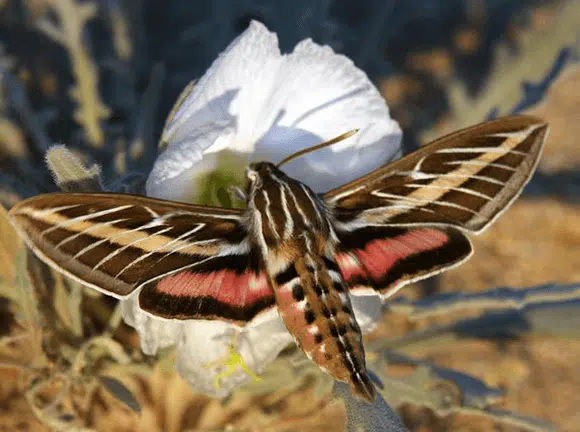 Air pollution impairs the ability of insects to detect the smell of flowers, to be attracted to them and to pollinate them. A night moth of the species Hyles lineata pollinates a flower Ron Wolf/University of Washington