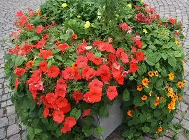 Orange petunias in a pot in Helsinki from 2016. Source: Wikipedia