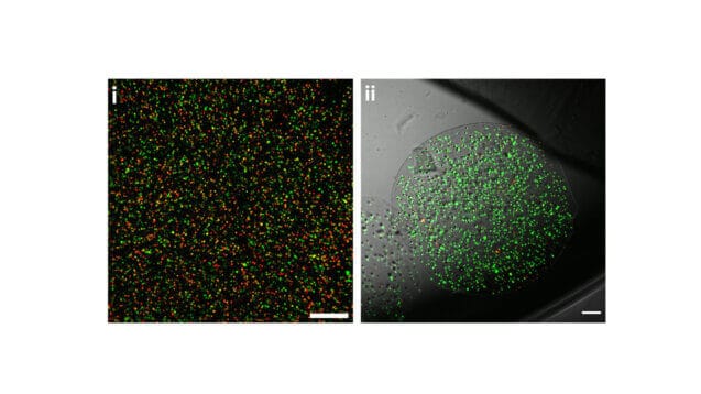 التصلب الناجم عن الموجات فوق الصوتية. في الصورة اليسرى: حيوانات الخلية - حية باللون الأخضر، ميتة باللون الأحمر. الطريقة التي تحافظ على الحيوانات في الصورة الصحيحة هي تغليفها بـ"كريات مجهرية" تحميها أثناء عملية التجميد