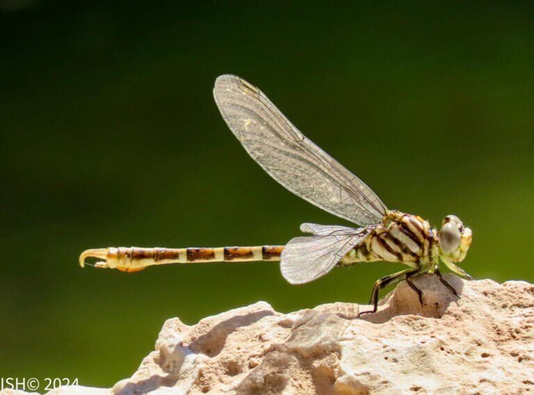 A new species of dragonfly in Neot Smeder, photo - Itai Shani