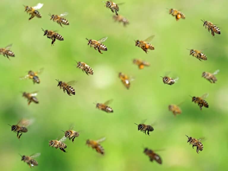 דבורים שבות לקן לאחר איסוף צוף באביב. המחשה: depositphotos.com