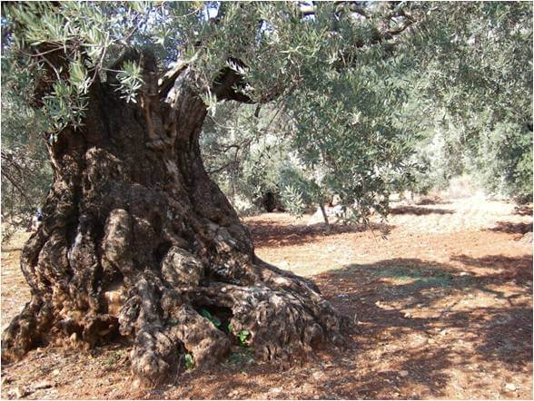 أشجار الزيتون القديمة. بإذن من البروفيسور أوز بارزاني والبروفيسور أرنون داغ من إدارة البحوث الزراعية معهد فولكاني