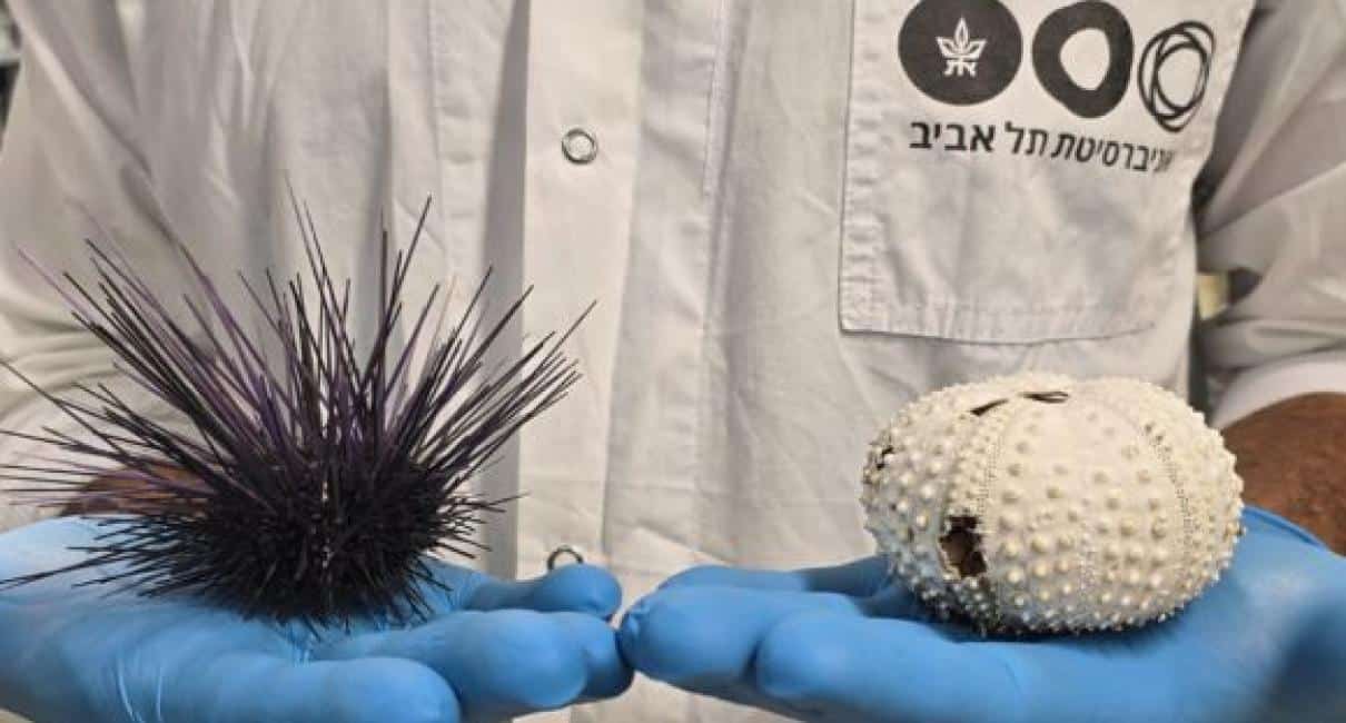 קיפוד הים Diadema setosum לפני (שמאל) ואחרי (ימין) התמותה. השלד הלבן נחשף לאחר פרוק הרקמה ונשירת הקוצים