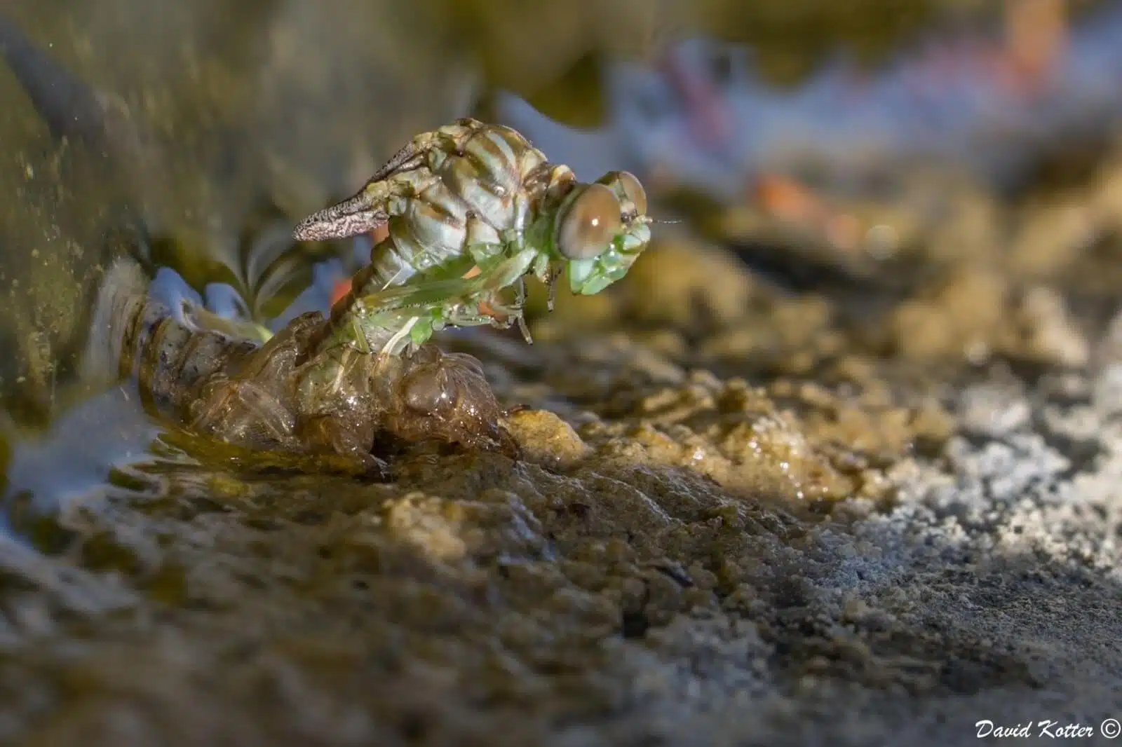 מין שפירית חדש בנאות סמדר, צילום - דוד קוטר