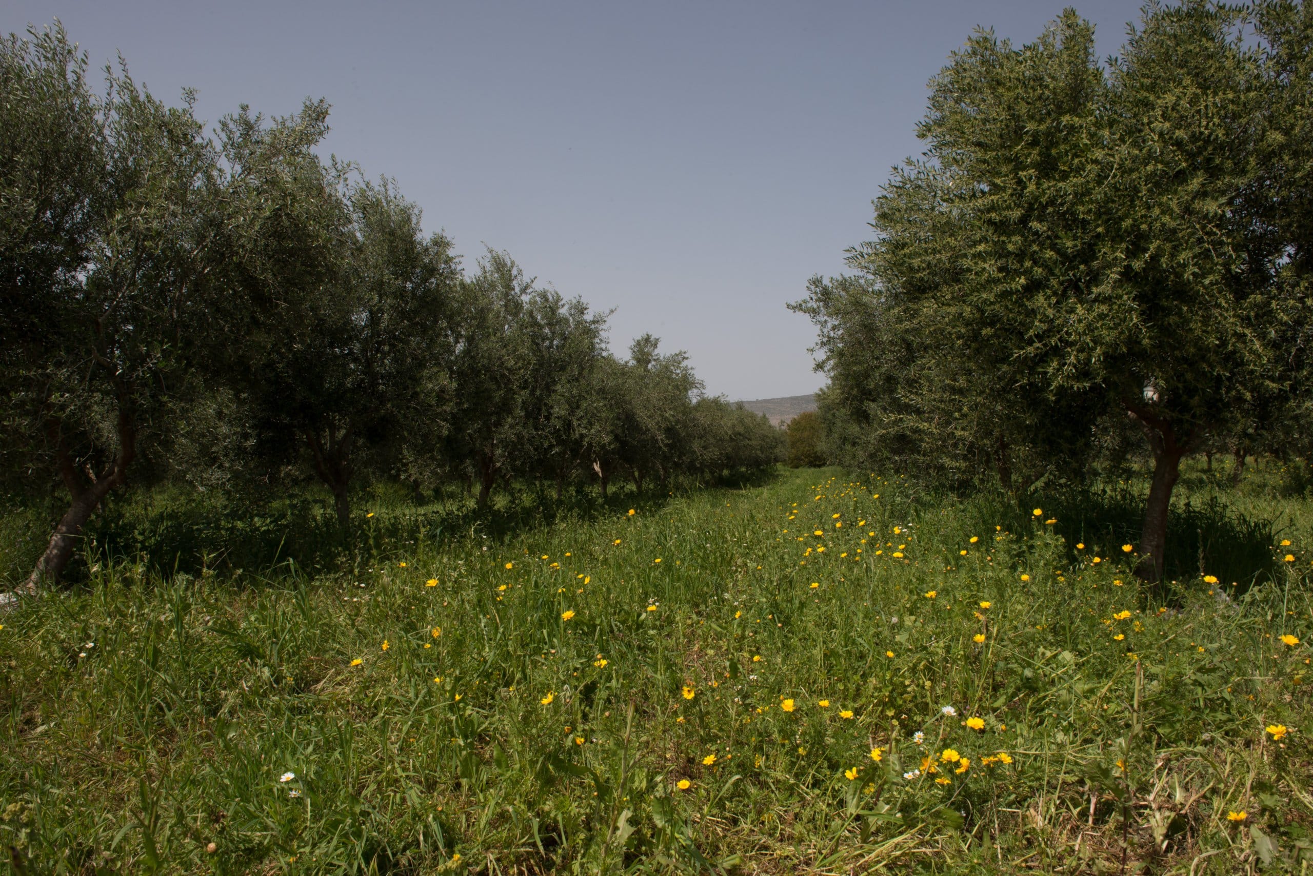 Olive vineyard in organic farming. Photography: Raz Simon