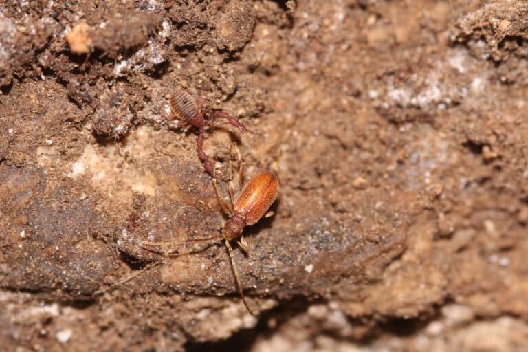 حافي القدمين في كهف. تصوير: د. افرات غابيش ريجيف.