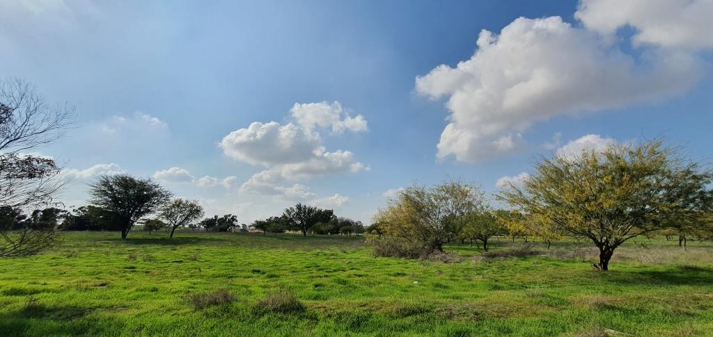 "טוב יהיה אם החלטות על הנטיעה ועל שמירת הטבע יתקבלו בהסתכלות רחבה". שטח המחקר ליד צומת רעים, צילום: יובל נוימן