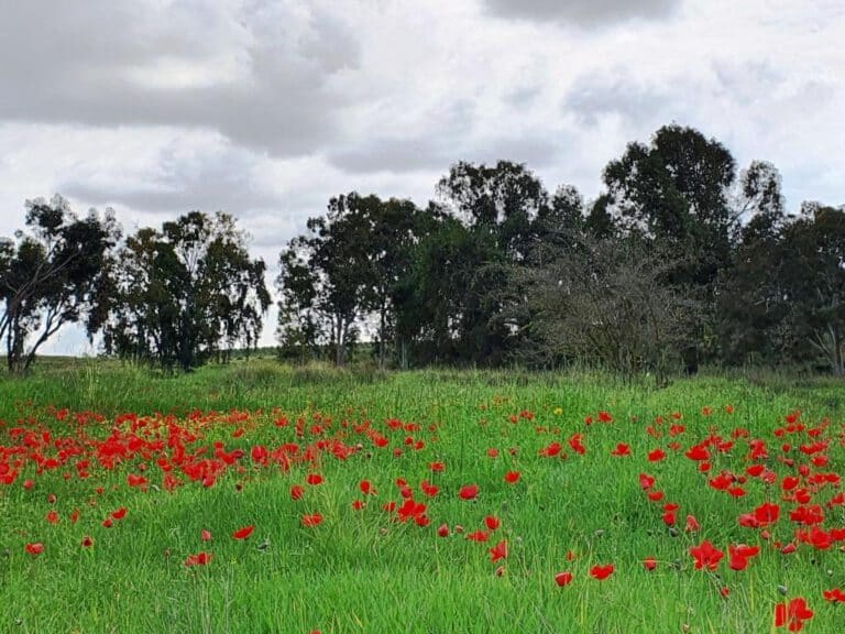 אזור הנגב המערבי שופע במגוון ביולוגי ייחודי ויוצא דופן של נופים, של צומח ושל חיות בר. צילום: יובל נוימן