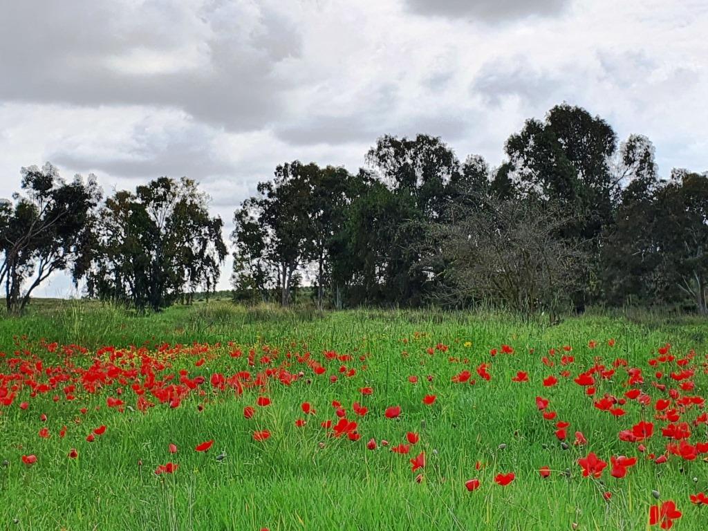 אזור הנגב המערבי שופע במגוון ביולוגי ייחודי ויוצא דופן של נופים, של צומח ושל חיות בר. צילום: יובל נוימן