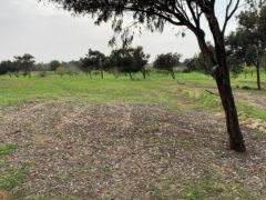 אללופתיה של אקליפטוס הצווארון בשטח המחקר ליד רעים. צילום- יובל נוימן